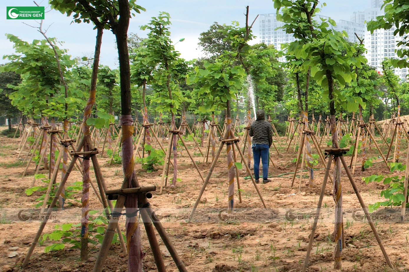 Dự án chăm sóc cây xanh cảnh quan Nam Cường