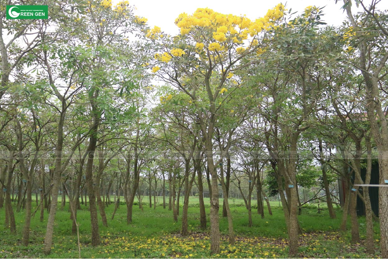 Bí quyết lựa chọn cây công trình ít rụng lá, tô điểm cho không gian xanh mát quanh năm