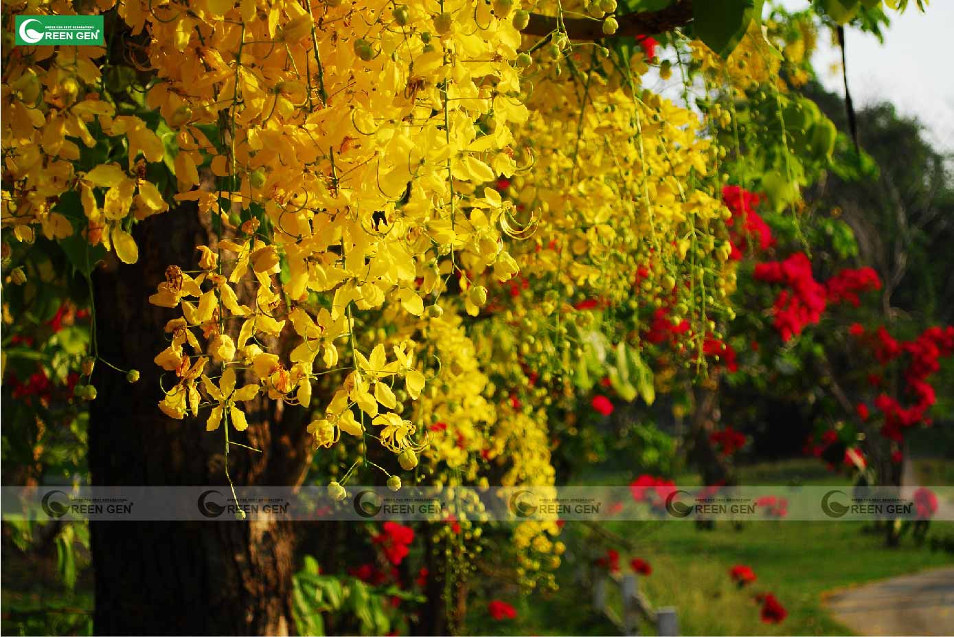 Cây muồng hoàng yến - nữ hoàng của các loài hoa