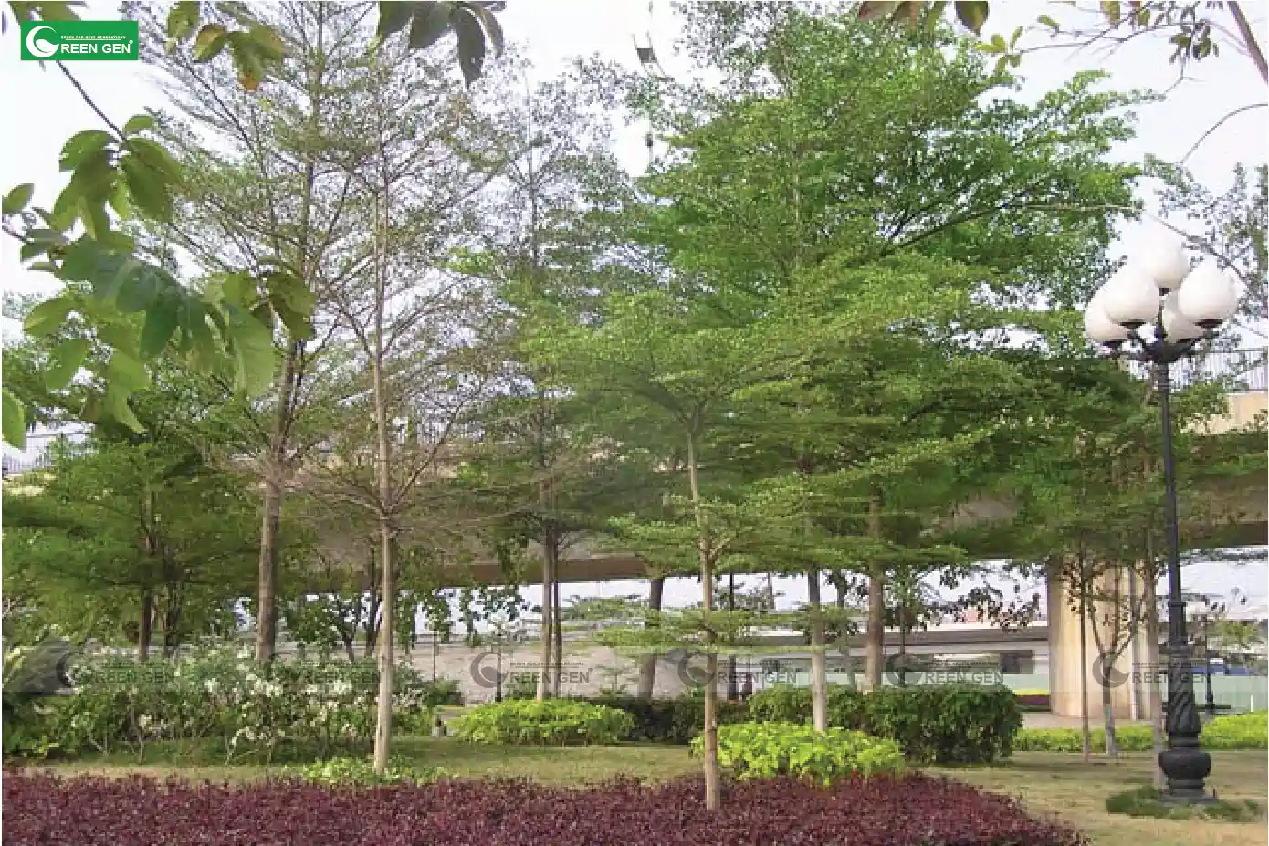 Green Gen tiết lộ cách trồng và chăm sóc cây Bàng Đài Loan