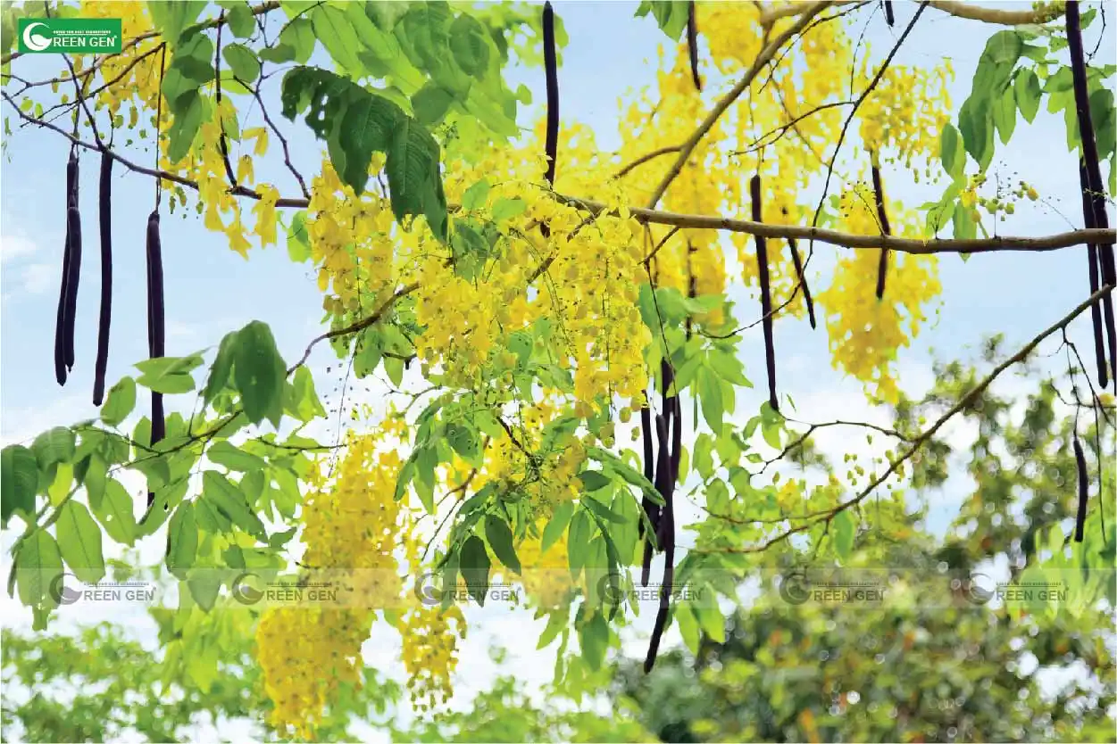 Kỹ thuật trồng và chăm sóc muồng hoàng yến