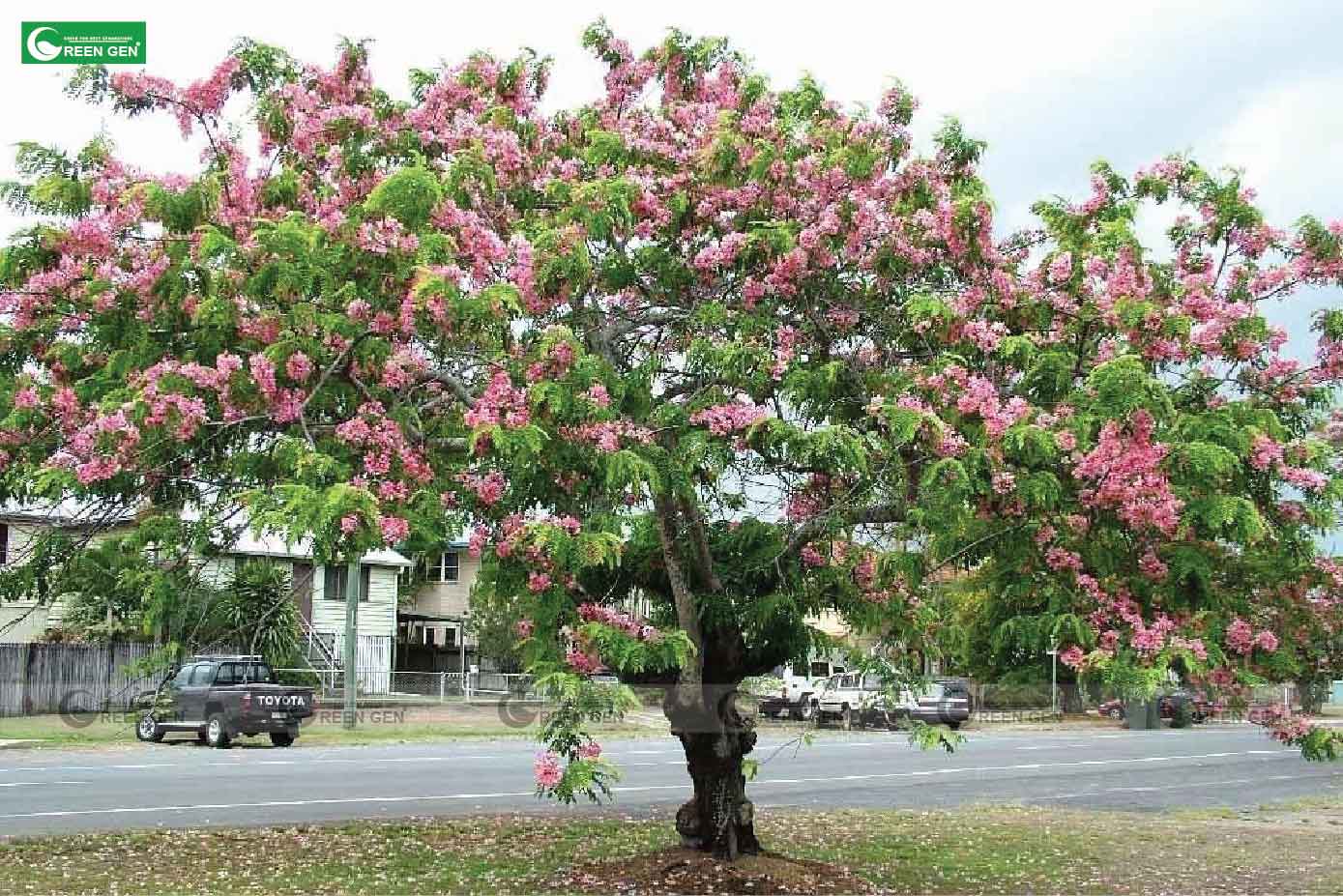 Nên trồng và chăm sóc cây Muồng hoa đào như thế nào?