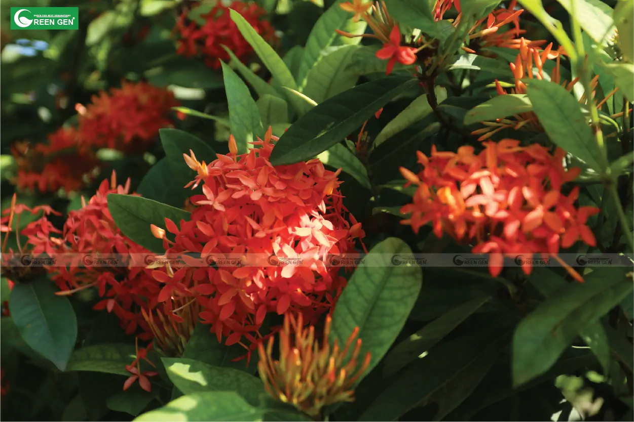 Ý nghĩa và biểu tượng của cây hoa Mẫu Đơn Ta Đỏ (Bông Trang)