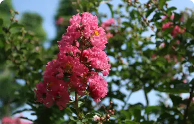 Ý nghĩa của cây hoa Tường Vi trong phong thủy