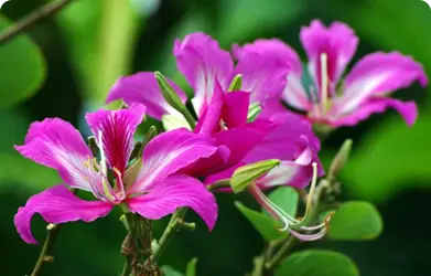 Đặc tính sinh trưởng và phát triển của cây ban Hoàng Hậu