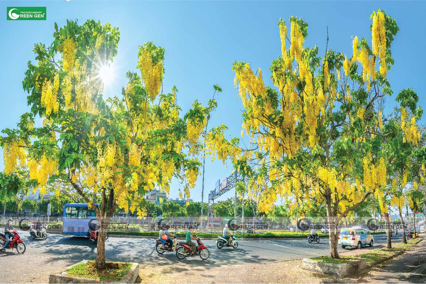 Cây muồng hoàng yến - nở hoa rực rỡ, dát vàng không gian