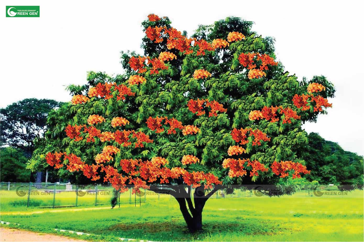 Trồng cây vàng anh có khó không?